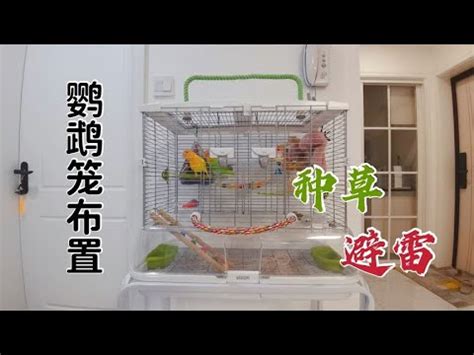 鳥籠佈置|【設置新鳥籠前 / 後要注意的事項】 